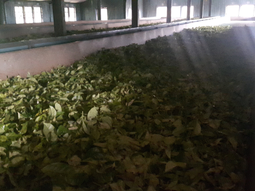 Glenloch Tea Factory Hotel主图