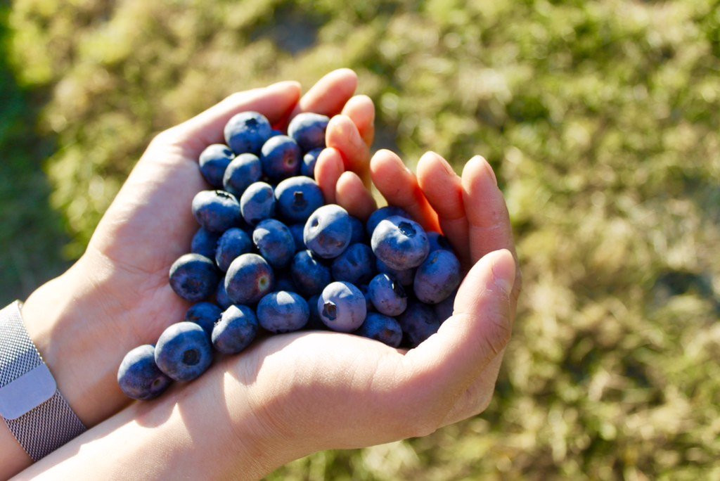 Formosa Nursery-枫树岭必去景点