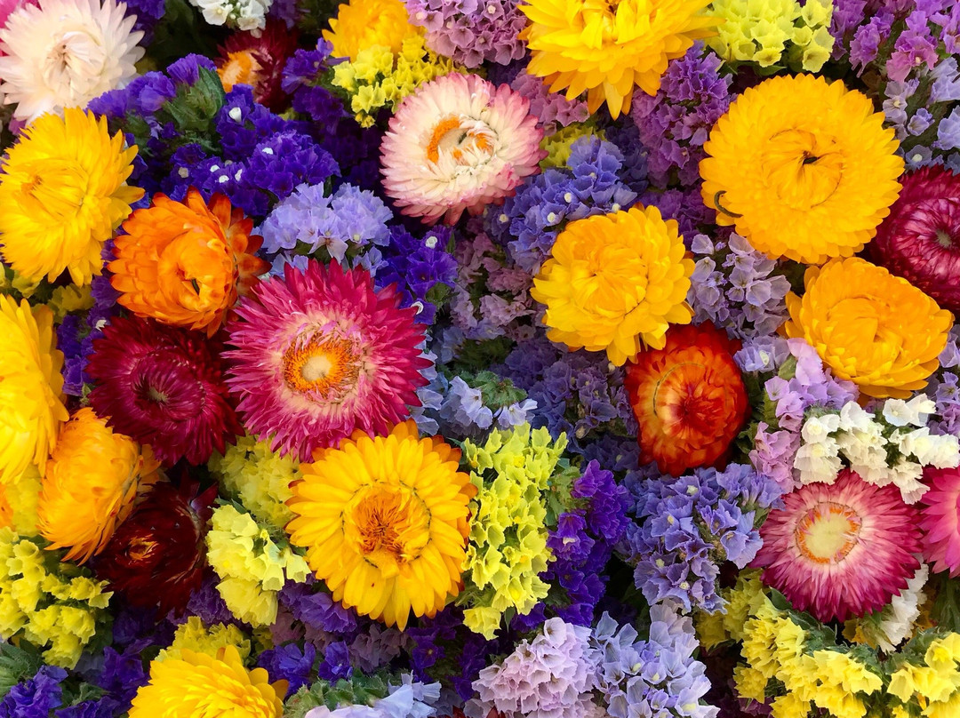 Marche aux Fleurs-普罗旺斯必去景点