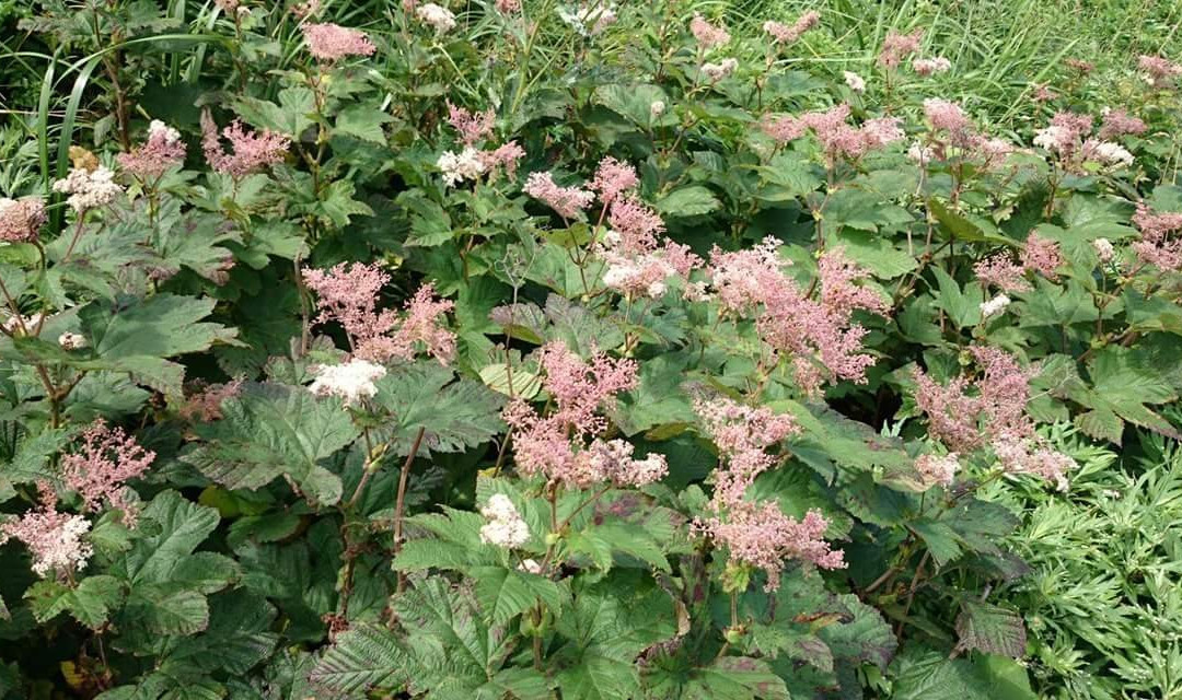 Todojima Obsevatory-Rebun-to必去景点