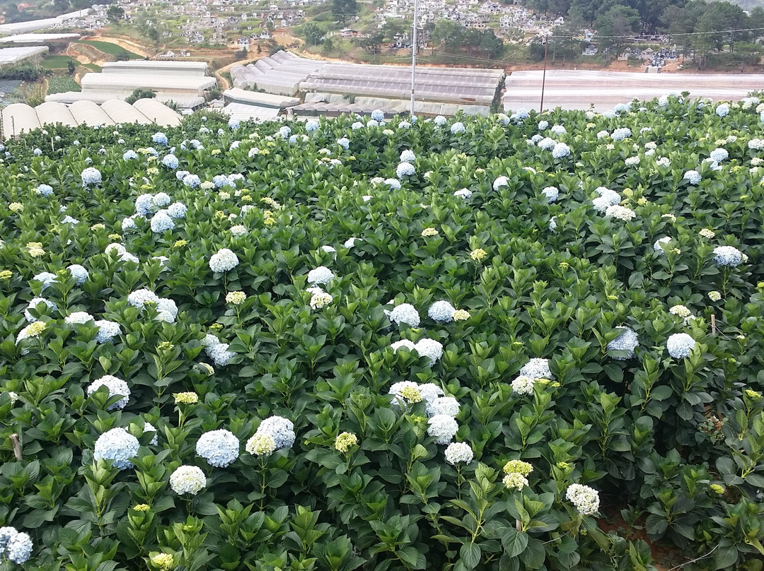 Garden Hydrangeas-大勒必去景点