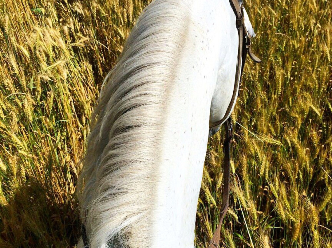 Horseback Yard Sednevskiy-Sedniv必去景点