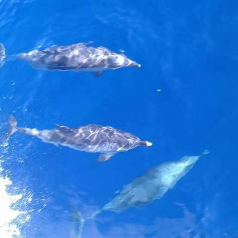 Ira Diving Club-Porto Rotondo必去景点