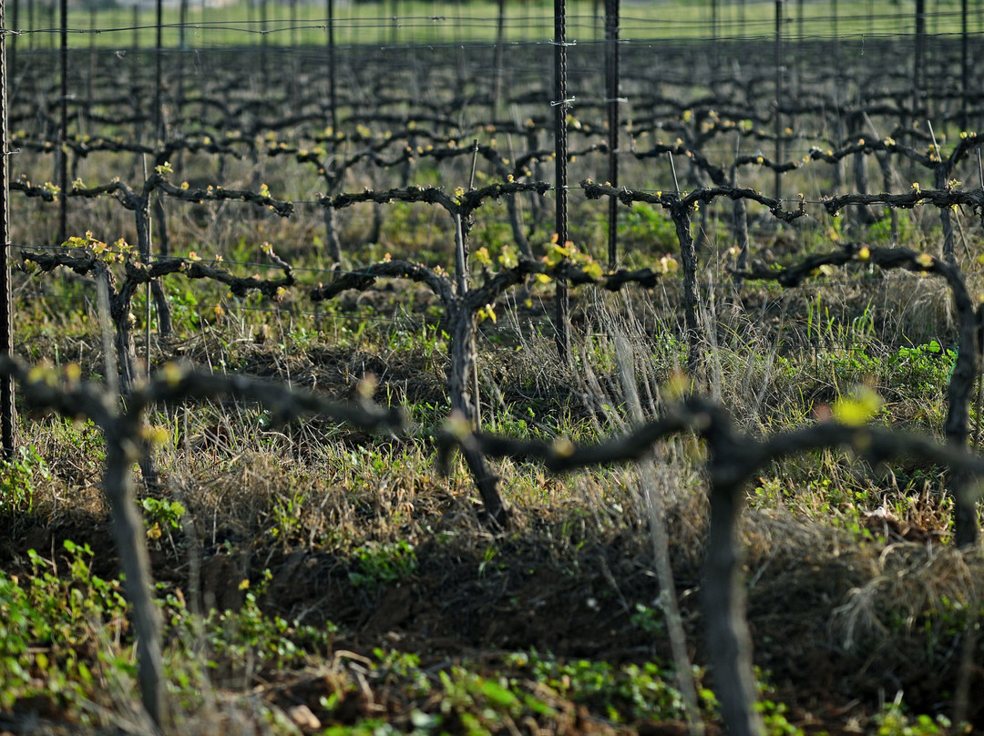 Zafririm Winery-Tsafririm必去景点