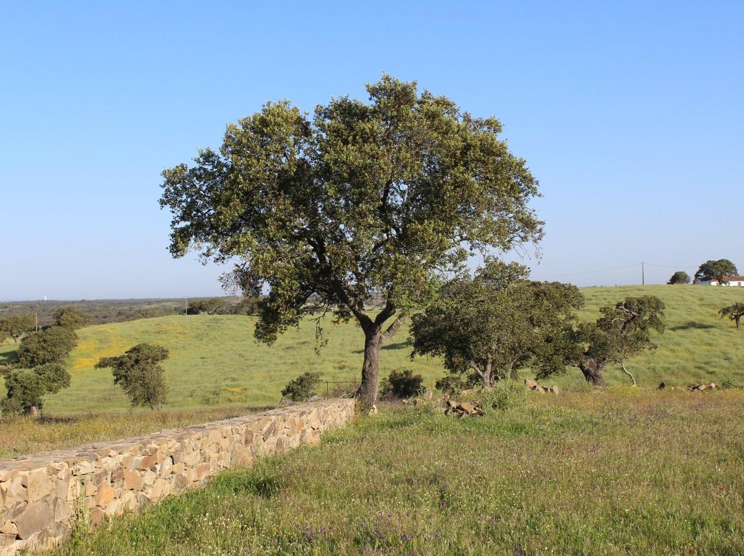 Monte Coito