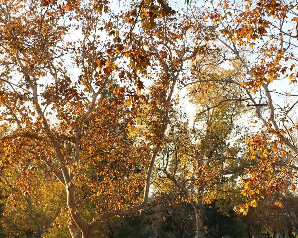 Yorba Regional Park-阿纳海姆必去景点
