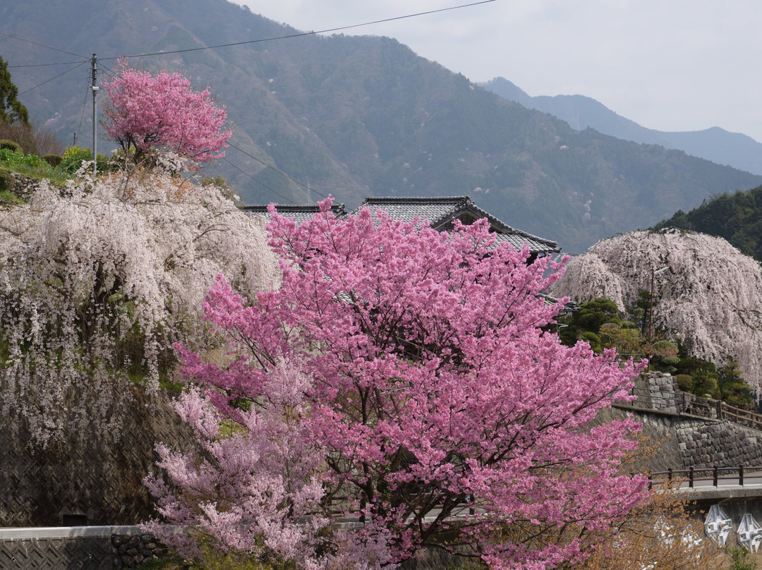 Oishike's Weeping Cherry Blossoms-仁淀川町必去景点