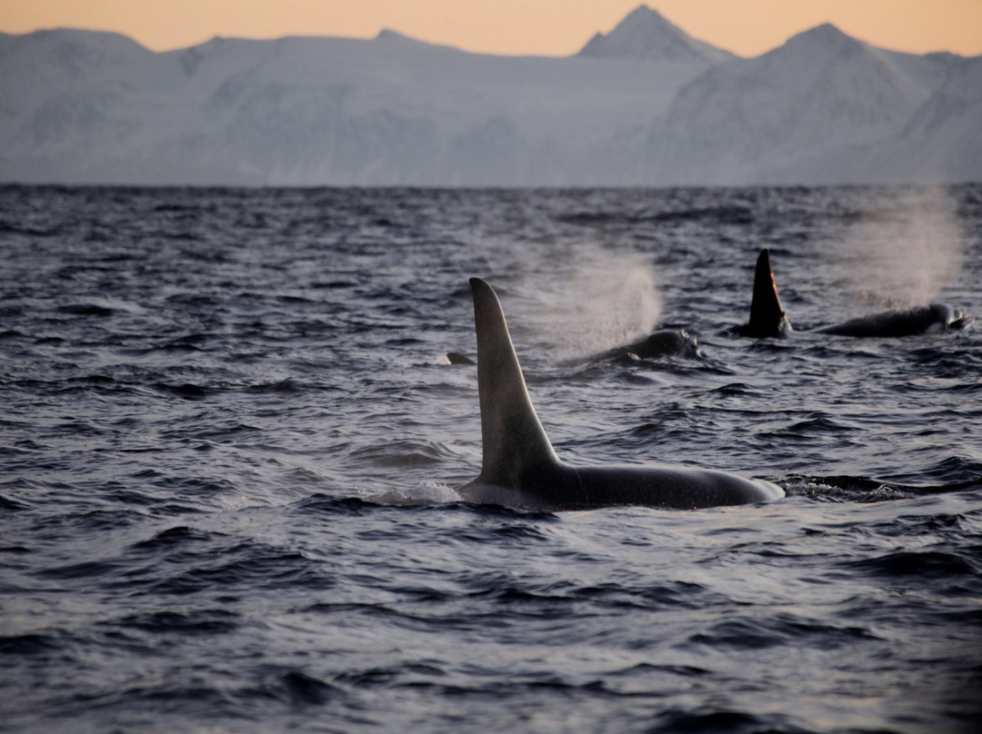 Arctic Ventures AS-Tysfjord必去景点