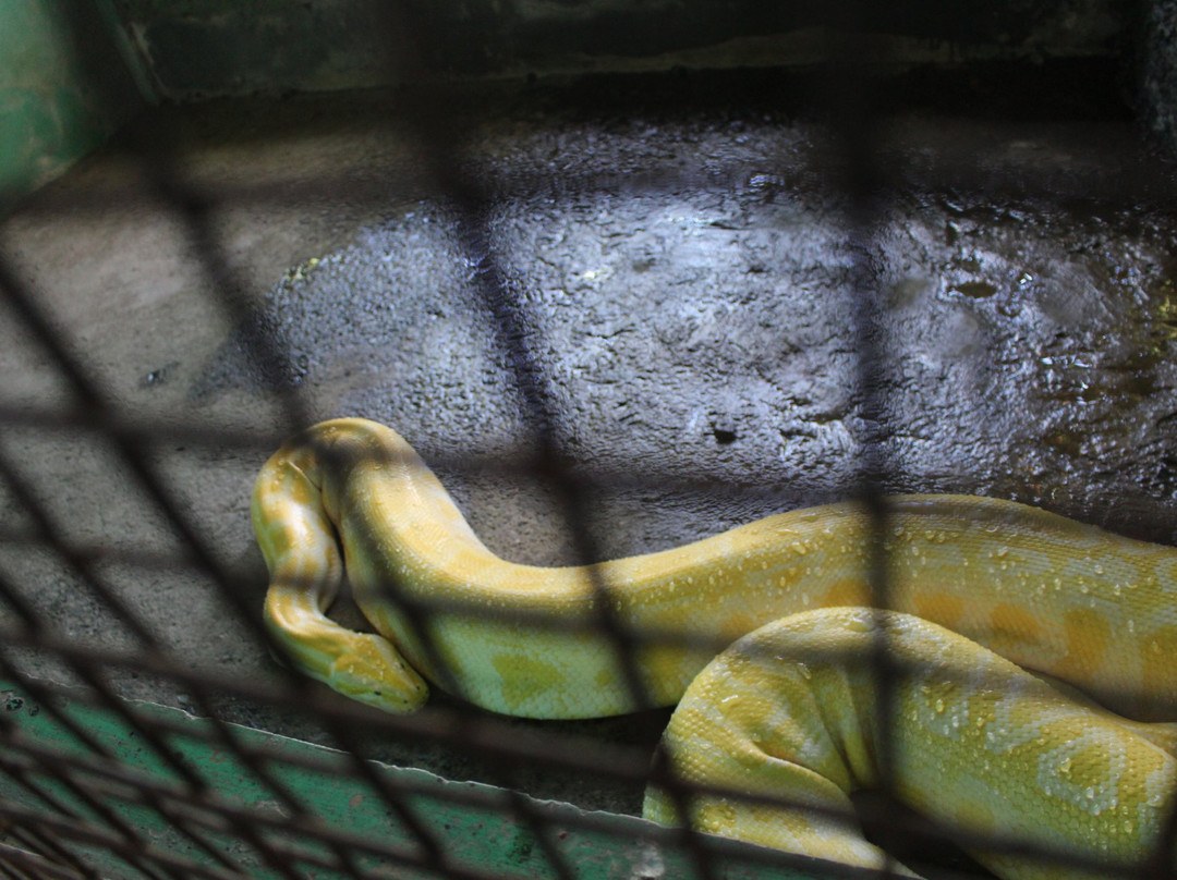 Crocolandia-宿雾必去景点