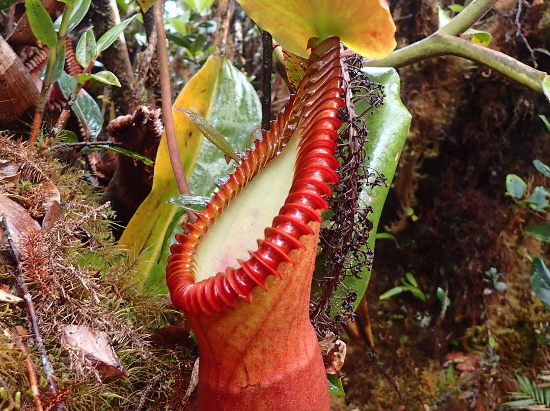 Mount Trusmadi-根地咬必去景点