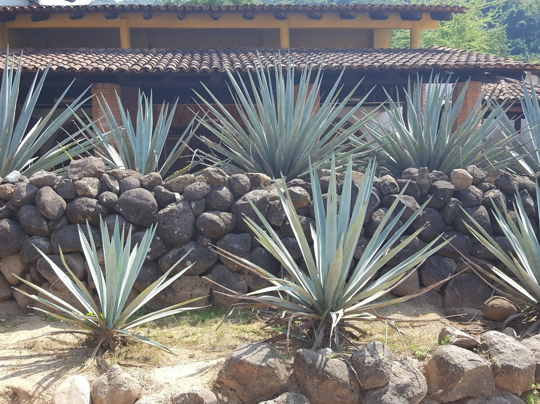 Tequila Mama Lucia-Mismaloya必去景点