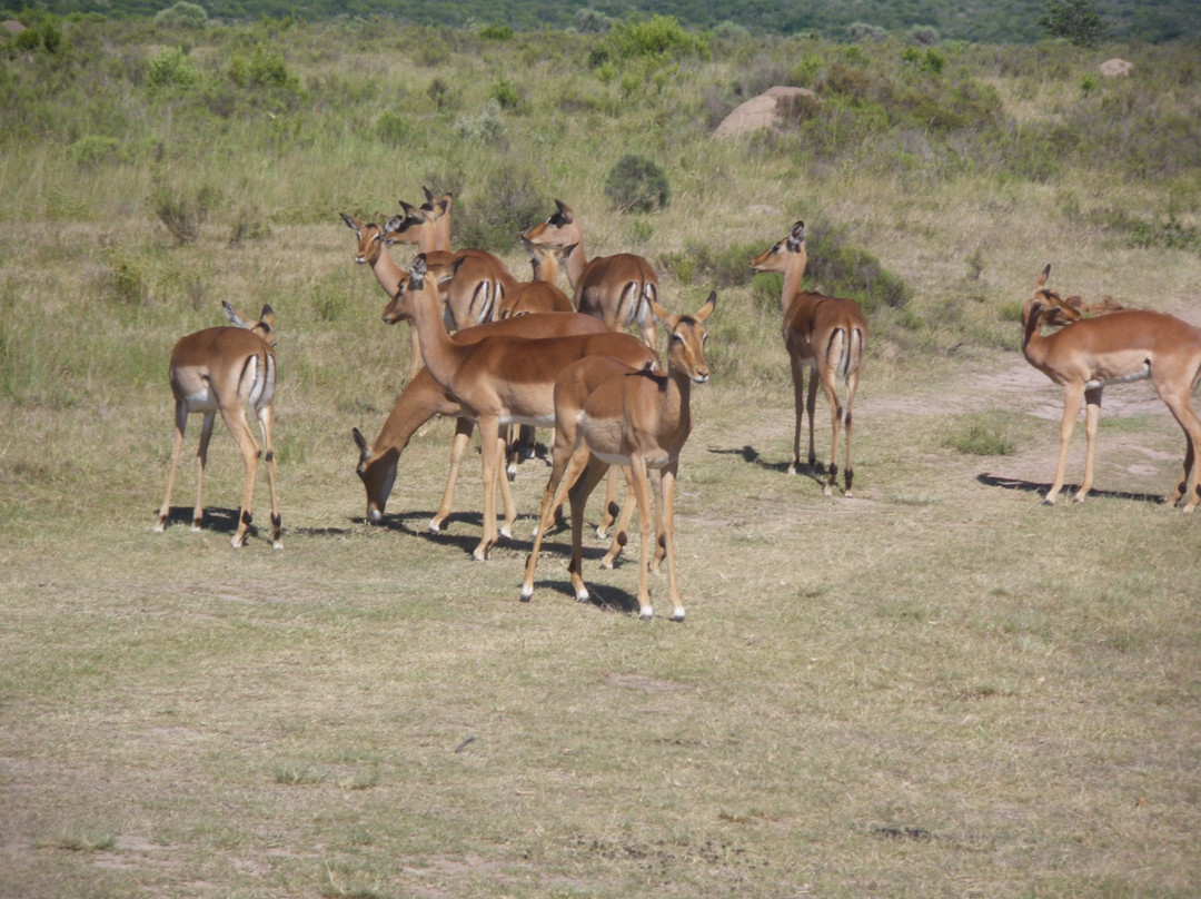 Pumba Private Game Reserve Day Safari景点图片