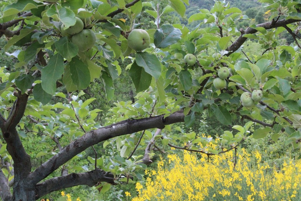 Associazione Archeologia Arborea景点图片