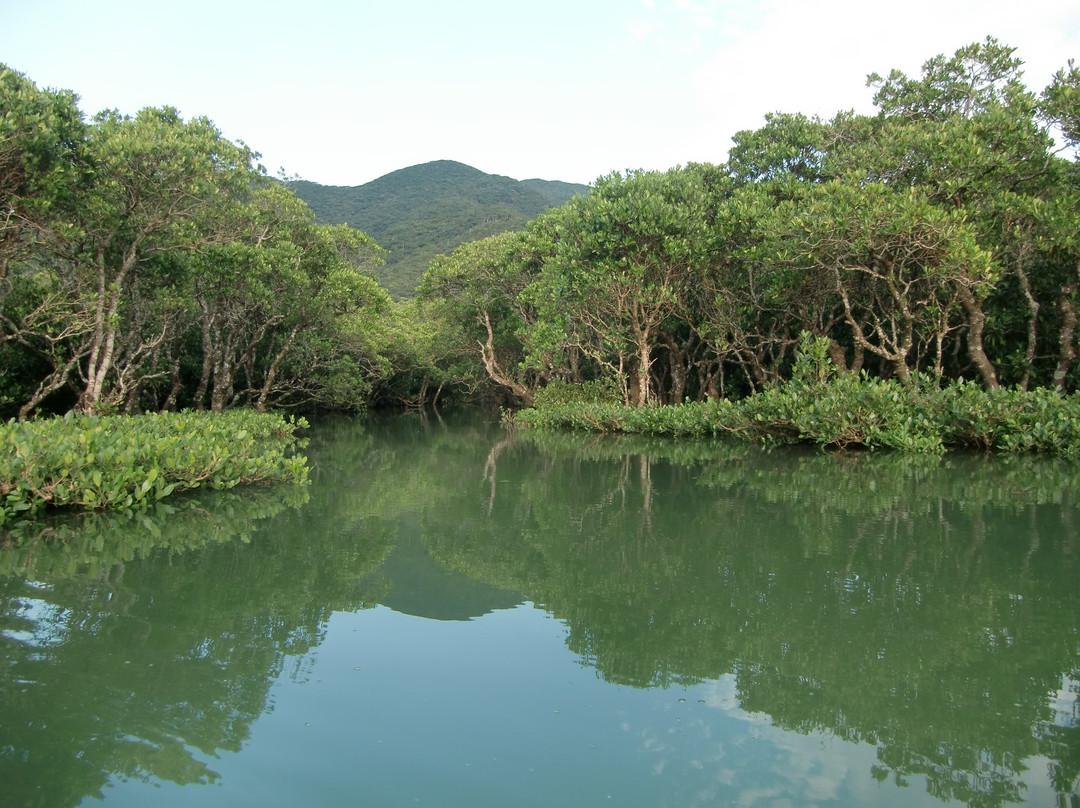 鹿儿岛国定公园原始红树林-奄美市必去景点