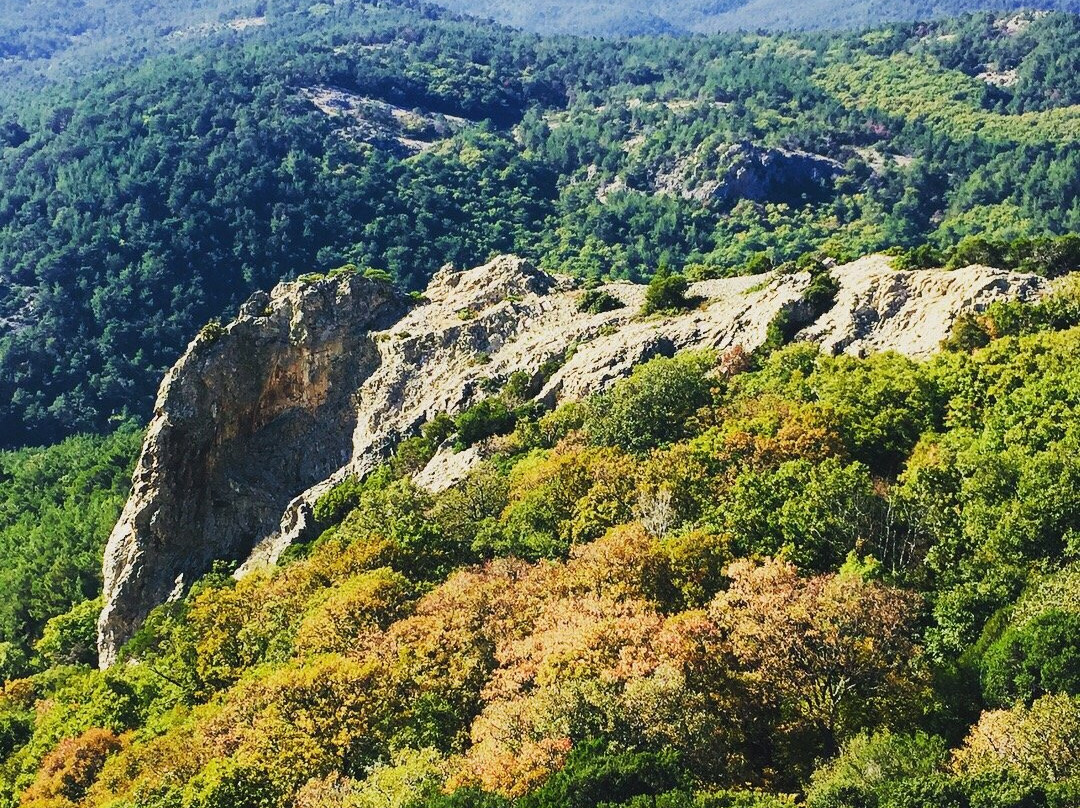 Dadia-Lefkimi-Soufli Forest National Park景点图片