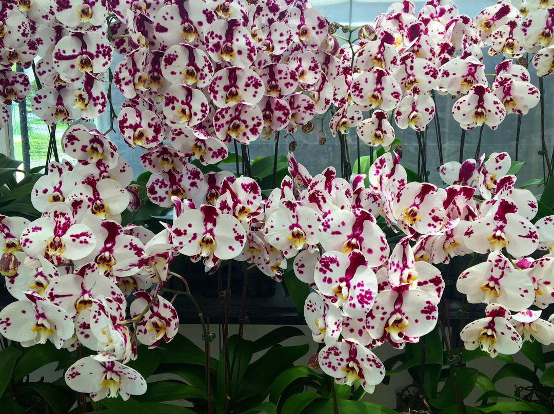 World Of Phalanopsis-Hulu Yam Lama必去景点