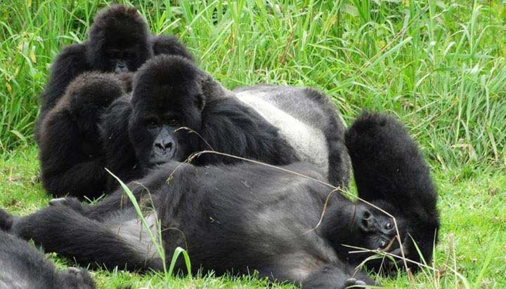 Gorilla and Adventure Safaris景点图片