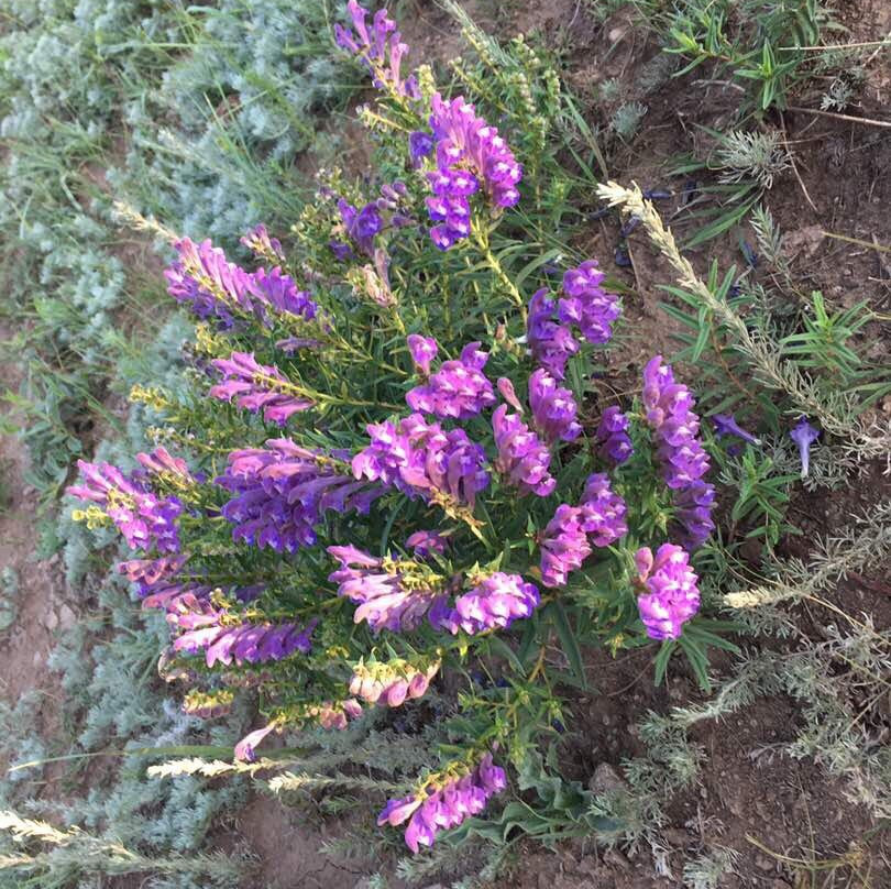 京北草原大滩-丰宁满族自治县必去景点