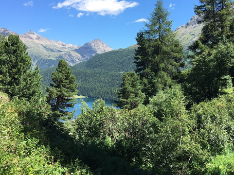 Heidi's blumenweg-圣莫里茨必去景点