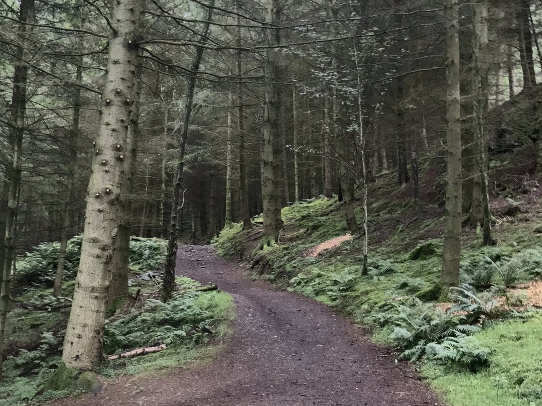 Dodd Wood Ospreywatch景点图片