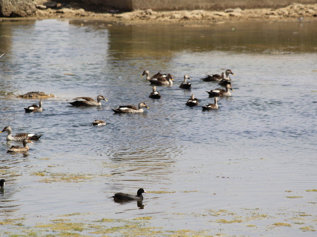 Narayan Sarovar Sanctuary景点图片