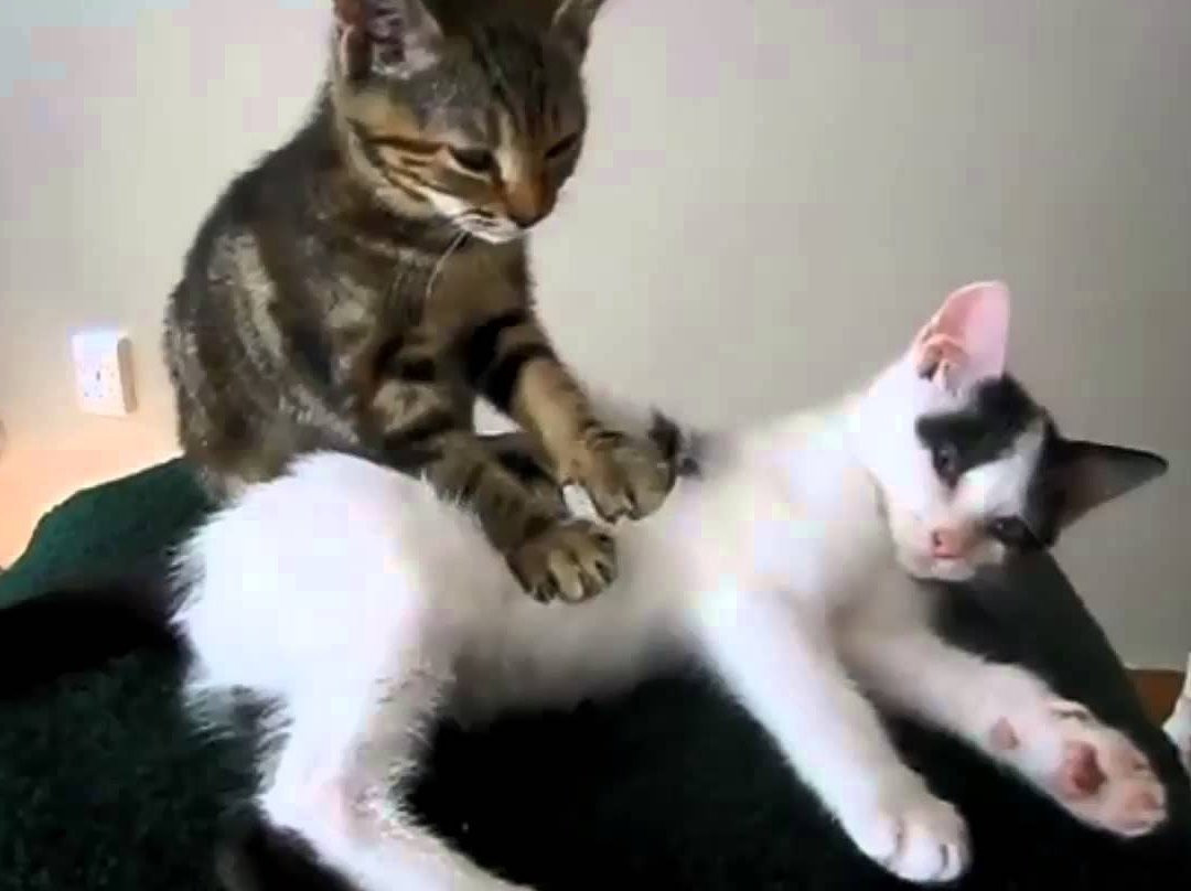 Holistica-华盛顿必去景点