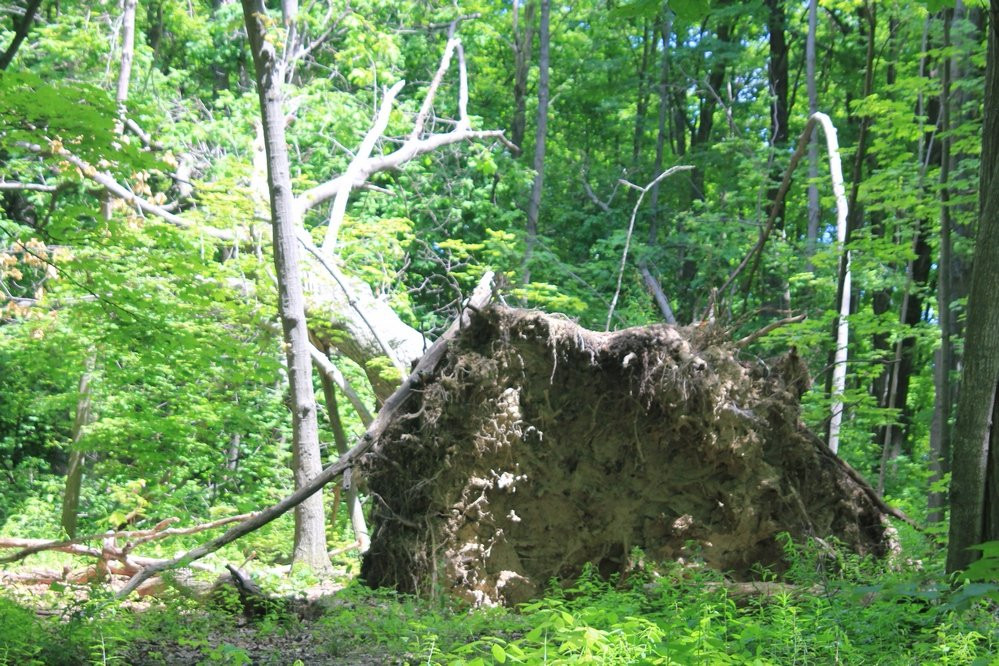 Beamer Memorial Conservation Area景点图片