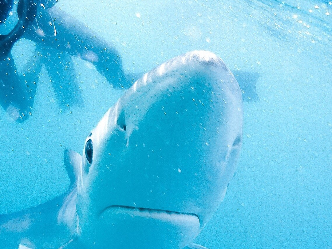 Aquacity Freediving-赫尔斯顿必去景点