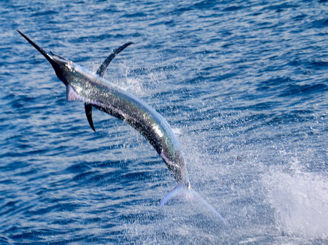 Coiba Adventure Sport Fishing景点图片