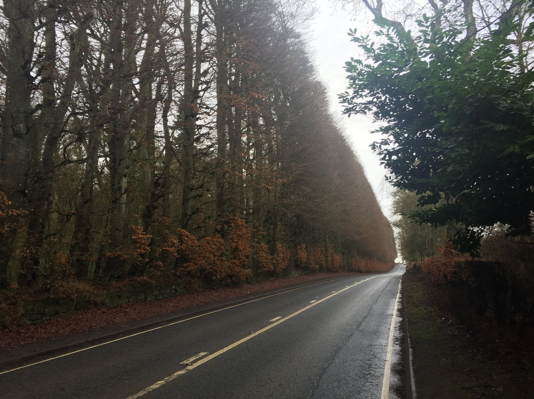 Meikleour旅游景点-Meikleour Beech Hedges