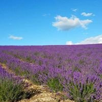 ハーブヒルふらの ビュッフェ