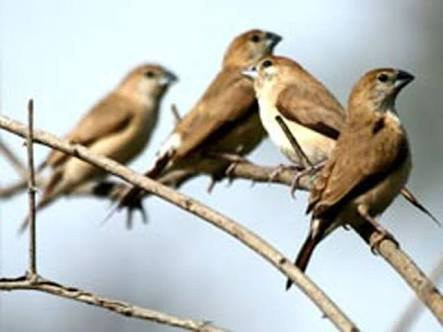Pranahita Wildlife Sanctuary景点图片