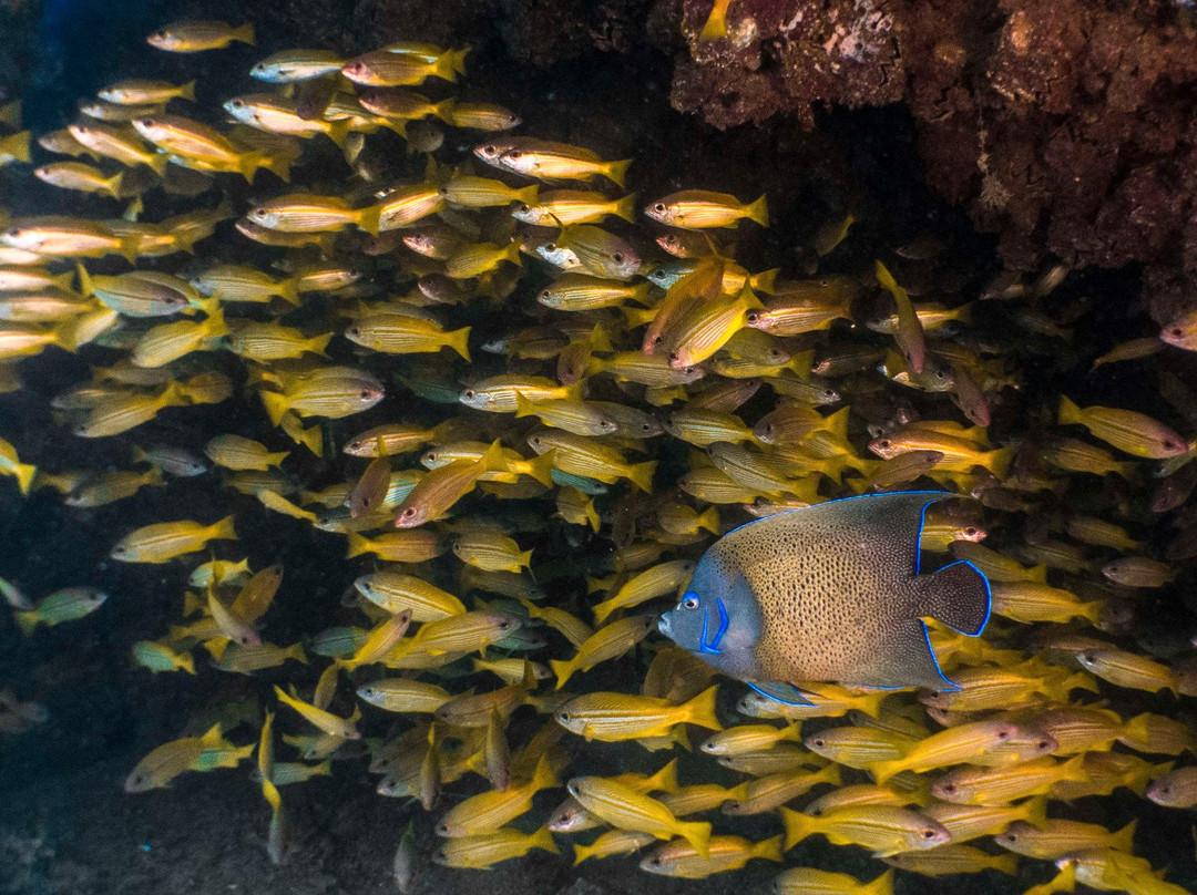 Diving Cruises Seychelles景点图片