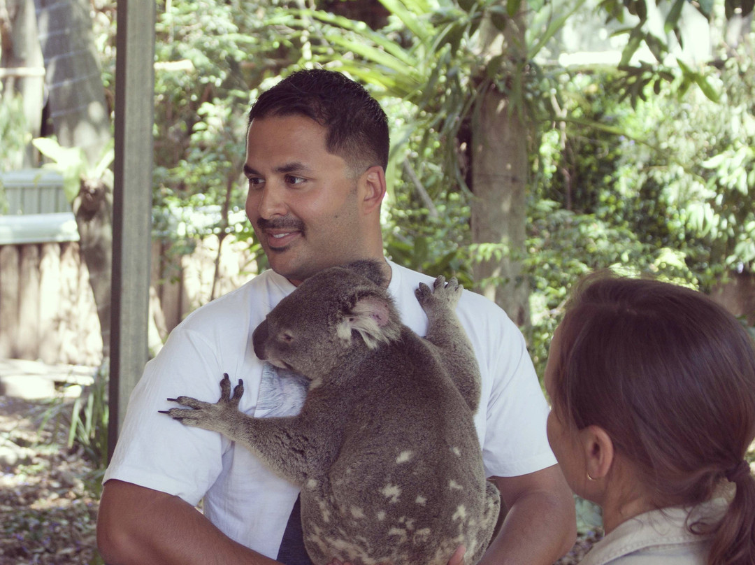 Koala Transfers-布里斯班必去景点