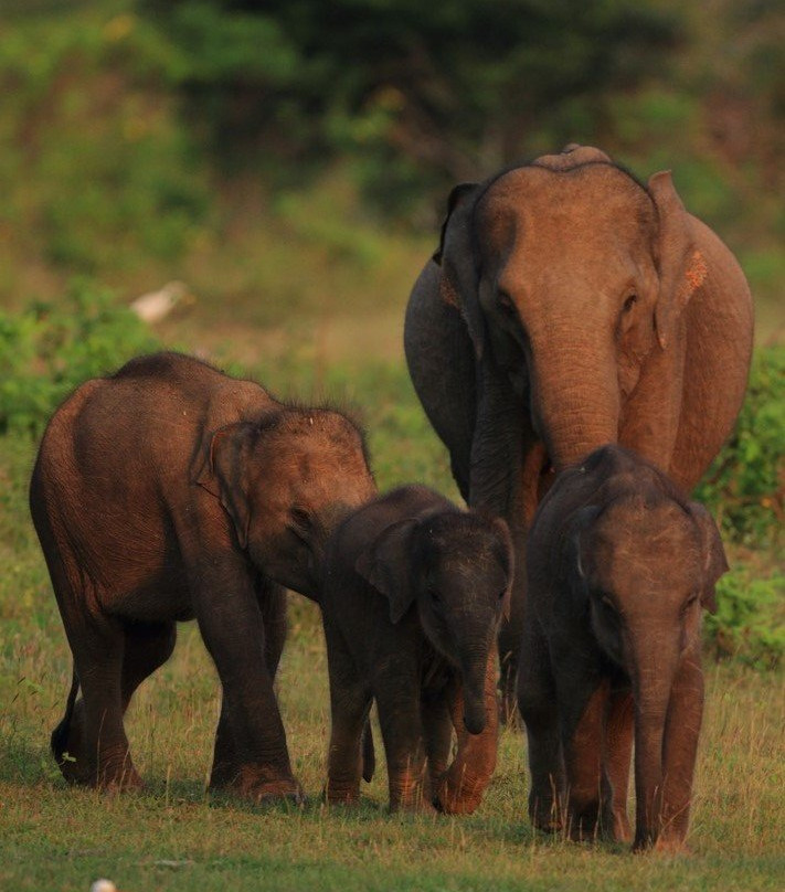 Asmitha and Rajinth Safari-蒂瑟默哈拉默必去景点