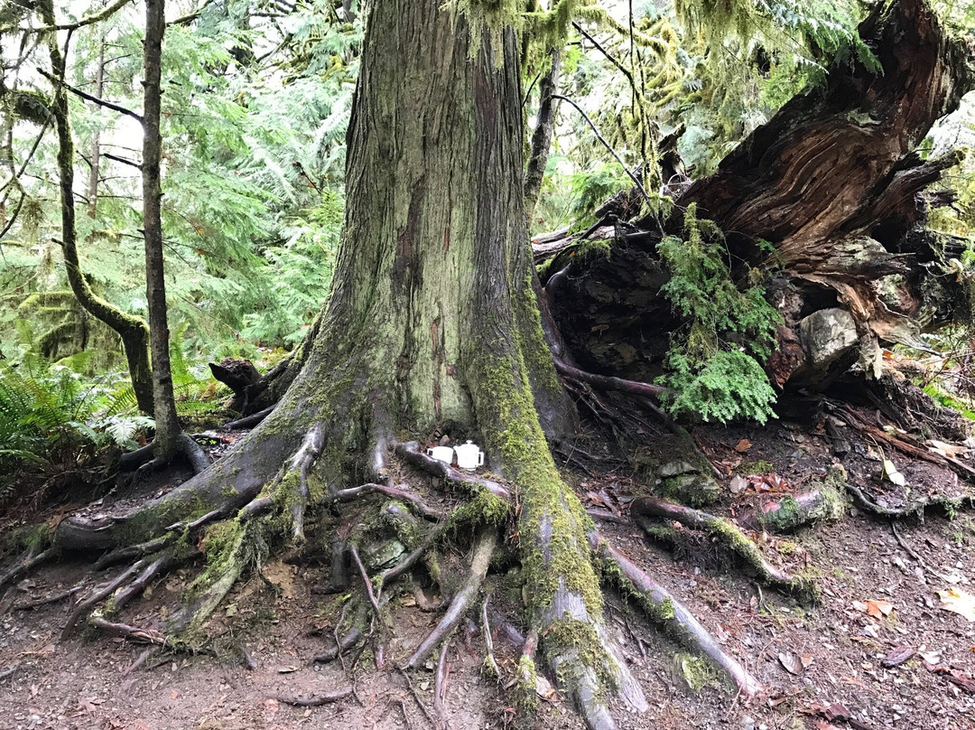 Teapot Hill Trail-Cultus Lake必去景点