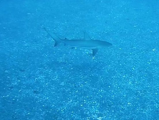 Saba Freediving School-Windwardside必去景点