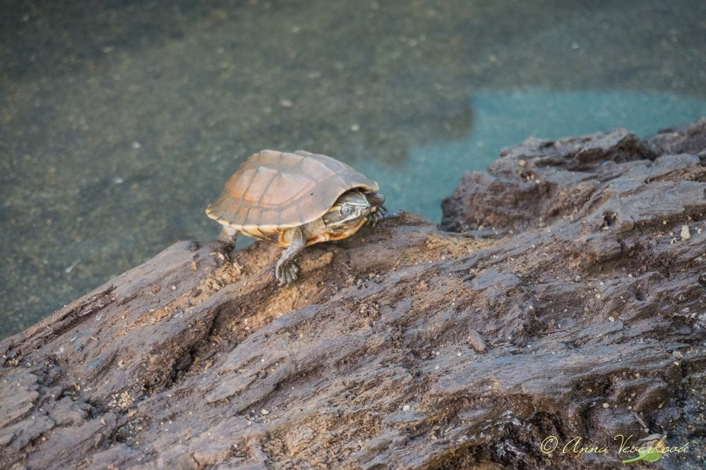 Mekong Turtle Conservation Center-Kratie必去景点