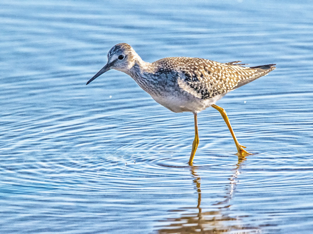 Port of Conneaut Bird Observation Platform Area景点图片
