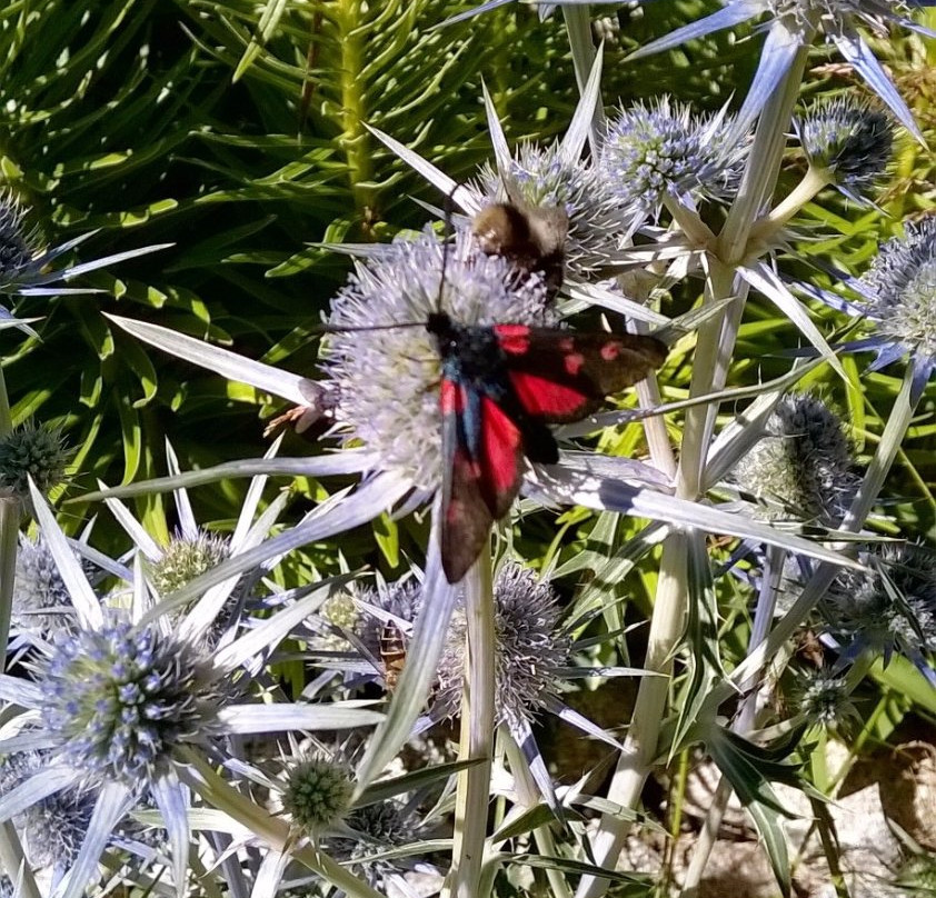 Parc Natural de la Vall de Sorteny-La Pobla de Massaluca必去景点