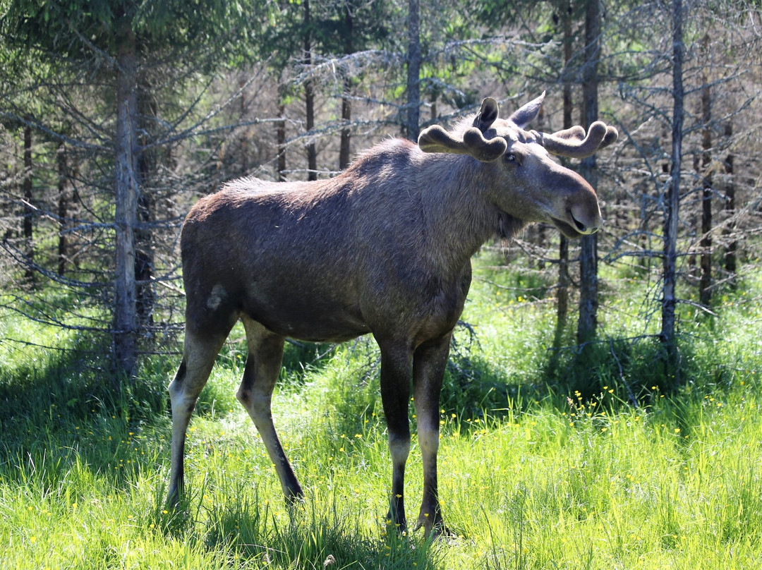 Varmlands Moose Park景点图片