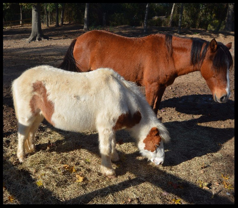 7 Acre Wood-Conroe必去景点