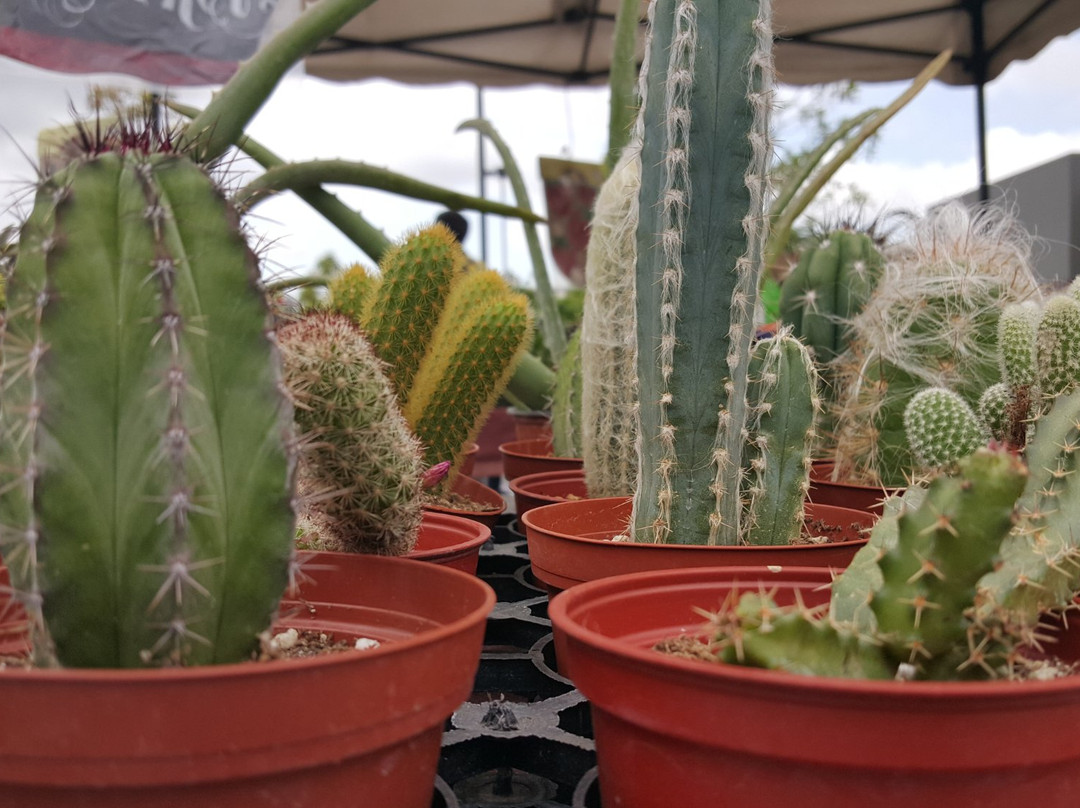 SoCo Farmers' Market-科斯塔梅沙必去景点