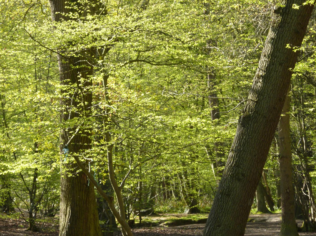 Belfairs Wood, Park and Nature Reserve景点图片