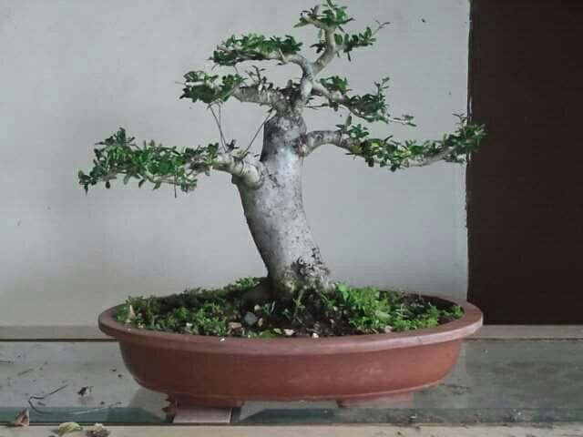 Central Texas Bonsai Exhibit at Jade Gardens-Wimberley必去景点