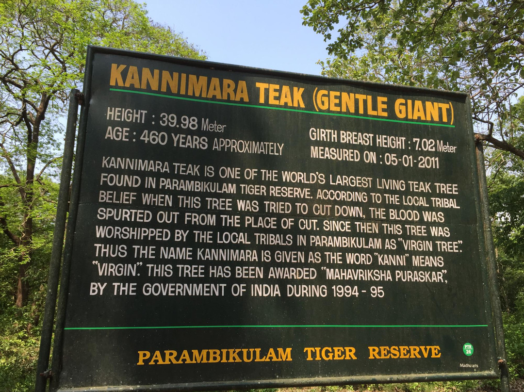 Kannimara Teak-Palakkad必去景点
