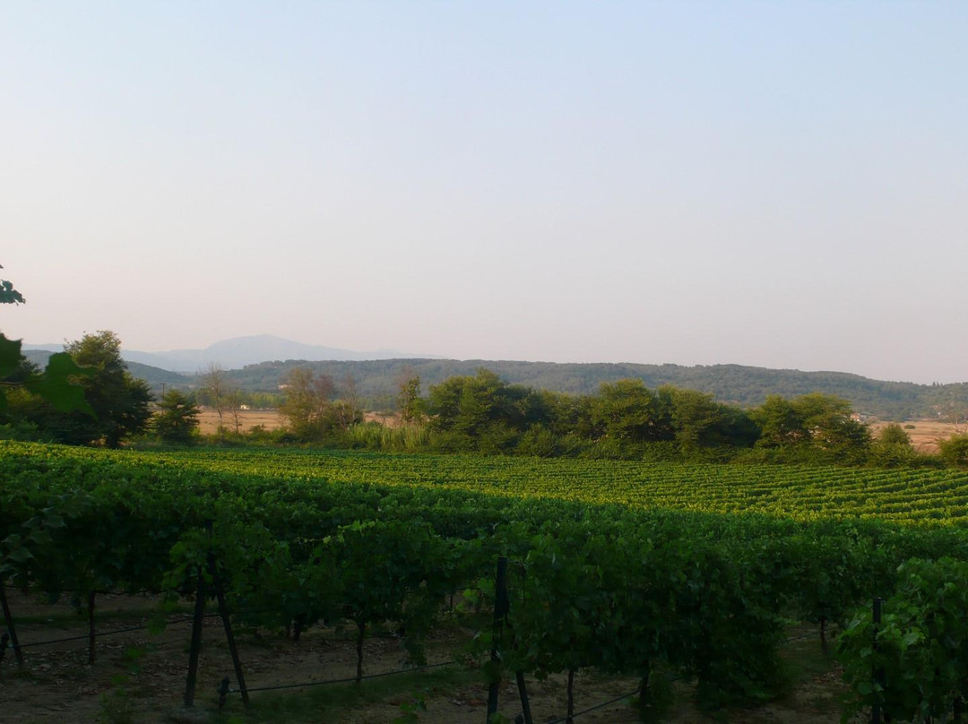 Ermones旅游景点-Theotoky Estate
