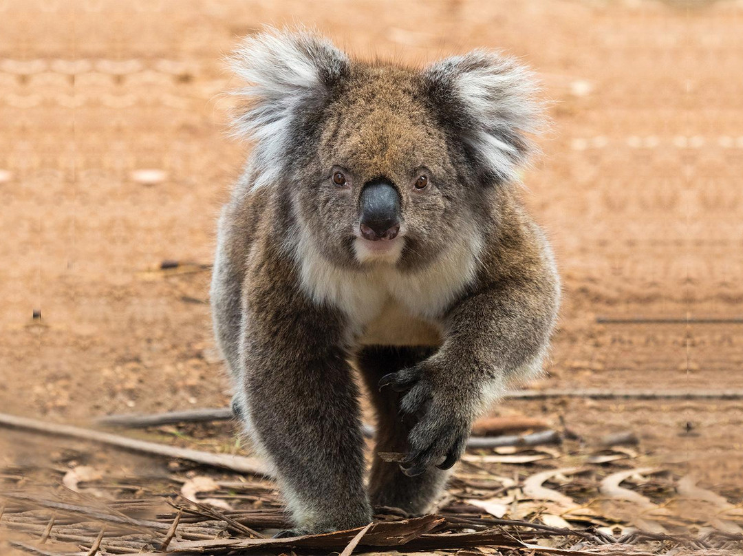 Hanson Bay Wildlife Sanctuary景点图片