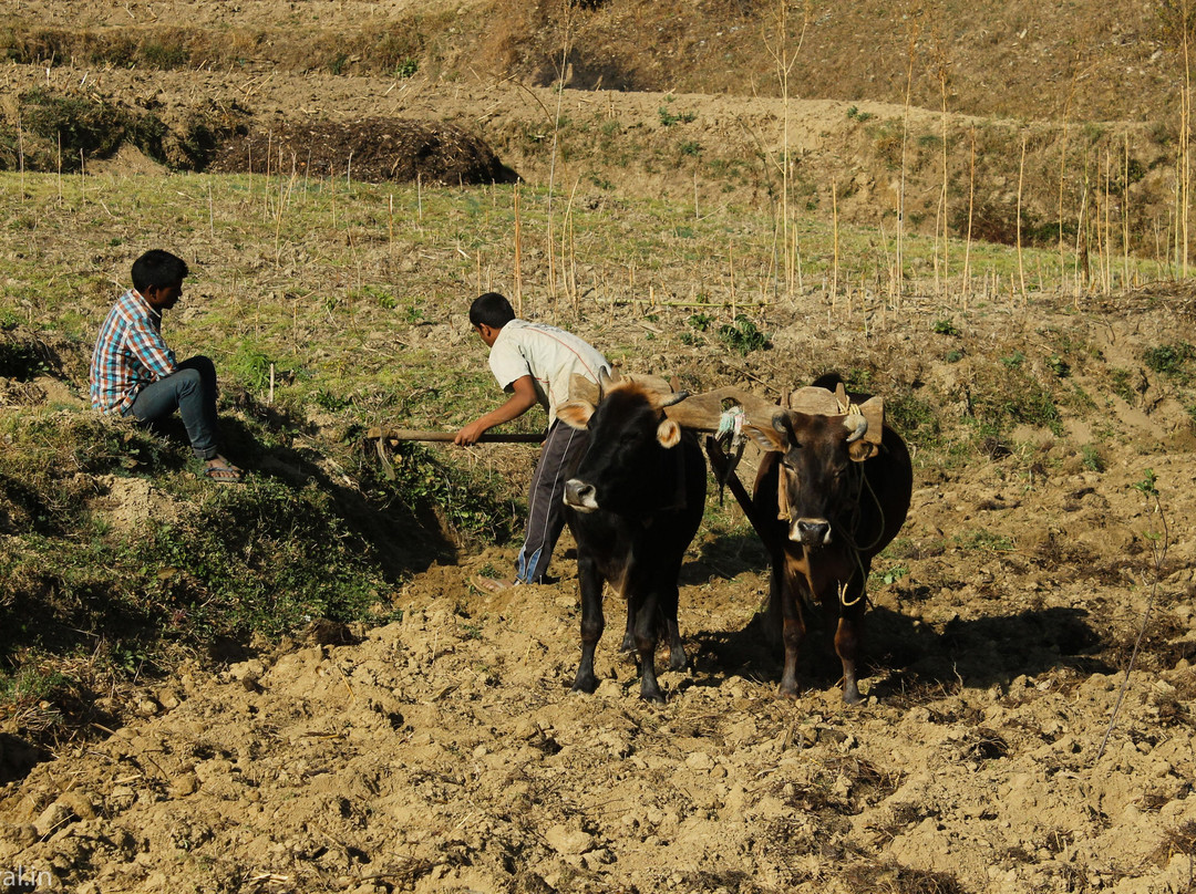 Soul Mountain Expeditions-西姆拉必去景点