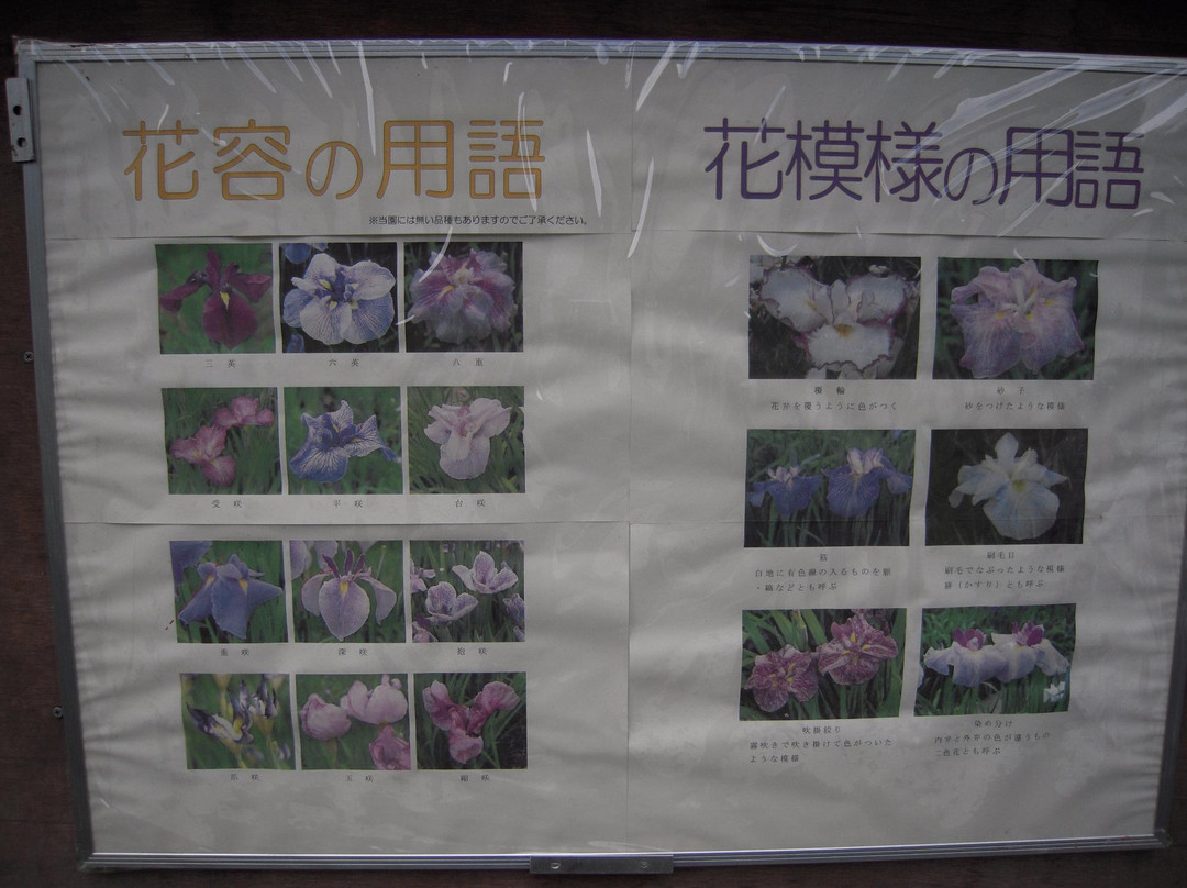 Fukiage Shobu Park-青梅市必去景点